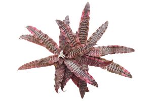 A photo of Pheasant Plant