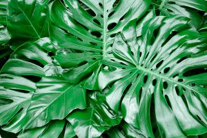 A photo of Philodendron Pertusum
