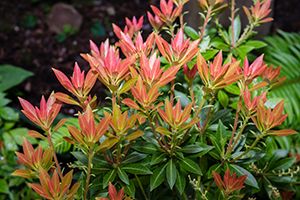 A photo of Pieris