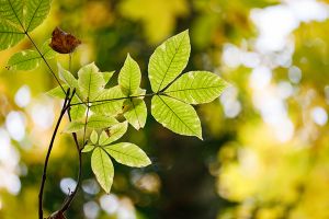 A photo of Pignut Hickory