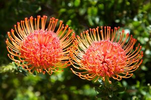 A photo of Pincushion Flower