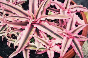 A photo of Pink Starlite