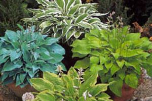 A photo of Plantain Lily