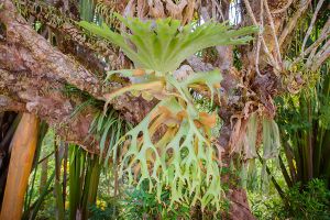 A photo of Platycerium Alcicorne