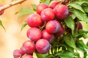 A photo of plum