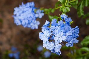 A photo of Plumbago Larpentiae