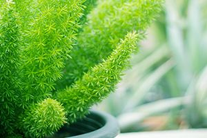 A photo of Plumosa Fern