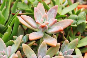 A photo of Plush Plant
