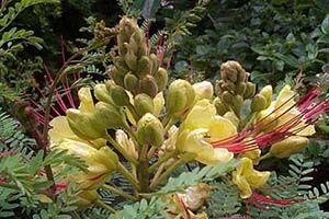 A photo of Poinciana