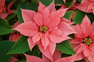 A photo of Poinsettia