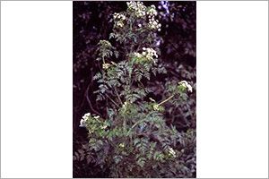 A photo of Poison Hemlock