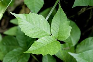 A photo of Poison Ivy