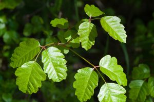 A photo of Poison Oak