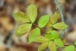 A photo of Poison Sumac