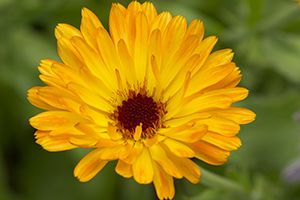 A photo of Pot Marigold