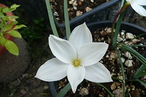 A photo of Prairie Lily