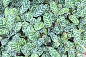A photo of Prayer Plant