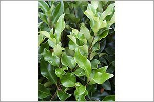 A photo of Privet