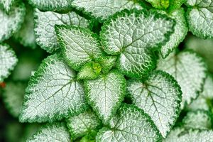 A photo of Prostrate Coleus