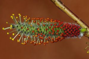A photo of Pupleosier Willow