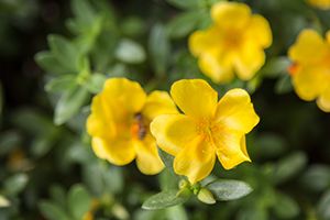A photo of Purslane