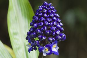 A photo of Queens Spiderwort