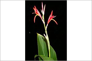 A photo of Queensland Arrowroot