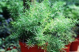 A photo of Racemose asparagus