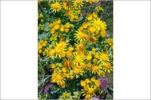 A photo of Ragwort