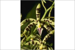 A photo of Rainbow Orchid