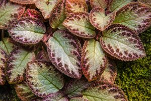 A photo of Red African Violet