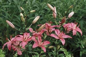 A photo of Red Lily