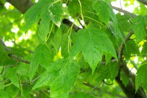 A photo of Red Maple