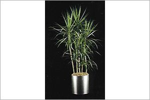 A photo of Red-Marginated Dracaena