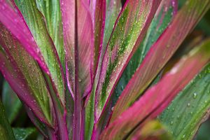 A photo of Red Palm Lily