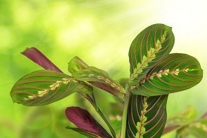 A photo of Red Veined Prayer