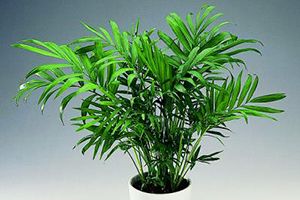 A photo of Reed Palm