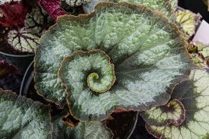 A photo of Rex Begonia