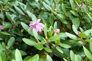 A photo of Rhododendron