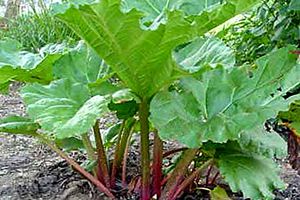 A photo of Rhubarb