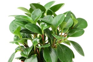 A photo of Rhynchophorum