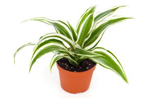 A photo of Ribbon Plant