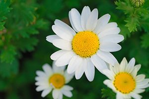 A photo of Roman Chamomile