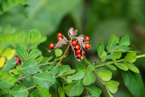 A photo of Rosary Pea