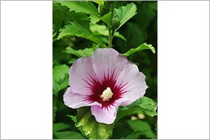 A photo of Rose of China