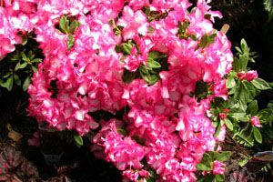 A photo of Rosebay