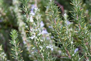 A photo of rosemary