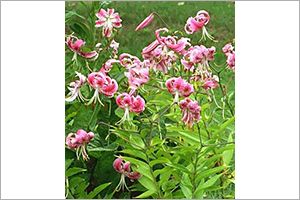 A photo of Rubrum Lily