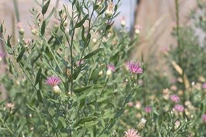 A photo of Russian Knapweed