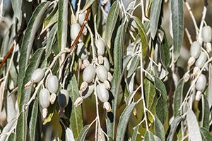 A photo of Russian Olive
